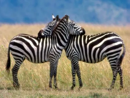 Zebra imagine zebră