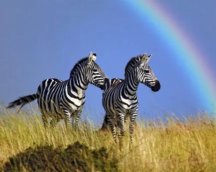 Zebra imagine zebră