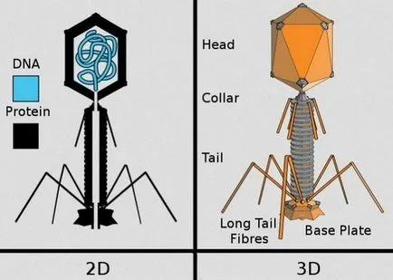 10 organisme microscopice incredibil de bizare, care va surprinde pe nimeni