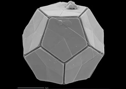 10 organisme microscopice incredibil de bizare, care va surprinde pe nimeni