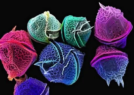 10 organisme microscopice incredibil de bizare, care va surprinde pe nimeni
