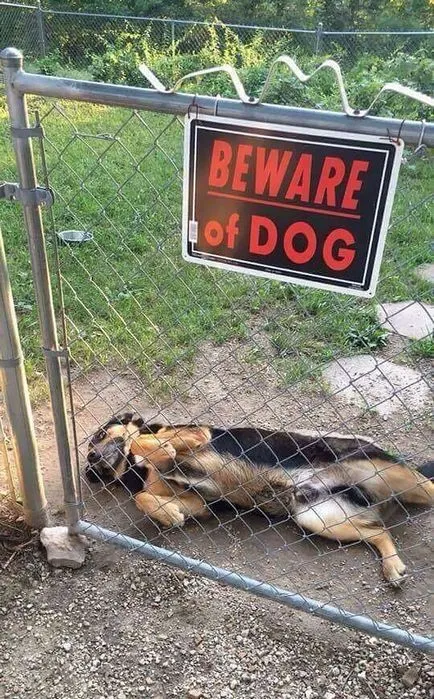 10 câini foarte periculoase pe fundalul „Feriți-vă de câine“ semn