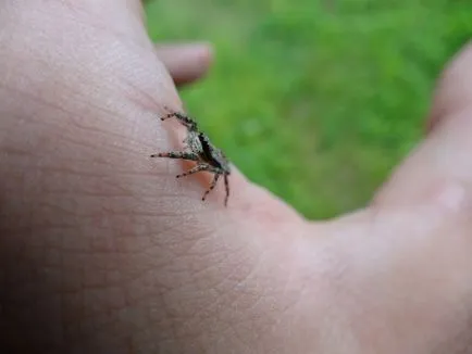 10 élőlények, amelyek képesek túlélni szélsőséges körülmények között