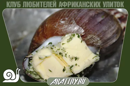 6 лесни и вкусни рецепти охлюв Achatina у дома