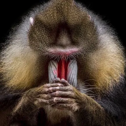 50 Photo állatok, akik azt gondolják, hogy a FOTA a burkolatot egy zenei album