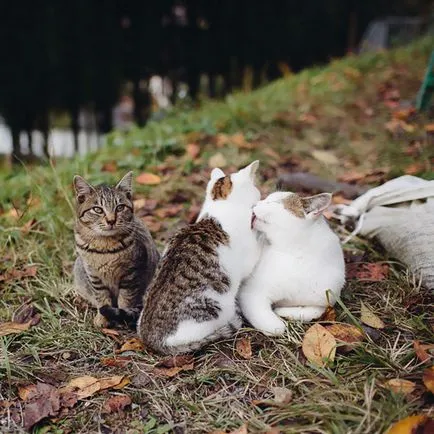 50 Fotografie de animale, care cred că FOTA pentru coperta unui album muzical