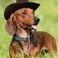 Такса хлопчик чи дівчинка, decordog