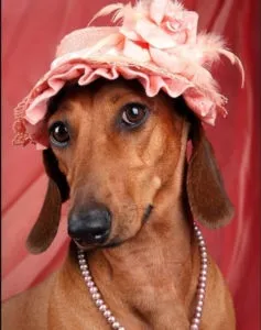 Такса хлопчик чи дівчинка, decordog