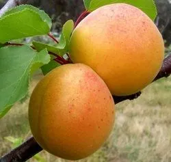 Sárgabarack Peach a fajta leírását, erősségeit és gyengeségeit, különösen termesztés, fotó, vélemények