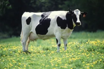 Agrobelarus - hogyan kell futtatni egy tehén ellés előtt
