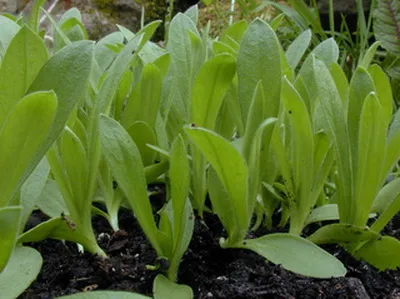 Agrostemma отглеждане на семена в дома и на открито