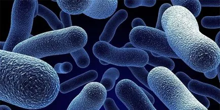 Аеробни бактерии на септичното водохранилище, изгледи, и методи за използване