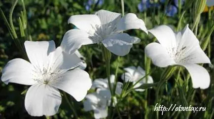 Agrostemma de îngrijire, specii, fotografii