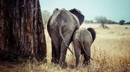 7 fapte despre elefanți, pe care le va surprinde