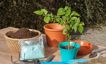 7 Legume care pot fi cultivate în containere, tendințe ()