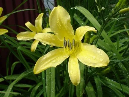 9, основната причина, защо да не цъфтят daylily