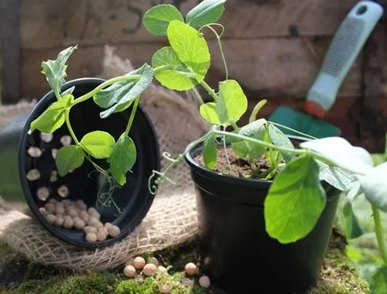 7 Legume care pot fi cultivate în containere, tendințe ()