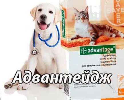 Avantaj, advanteydzh picături pentru pisici și câini, instrucțiuni imidacloprid, utilizarea