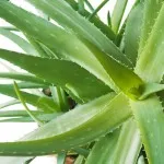 Cultivarea Aloe și de îngrijire în mediul de acasă (copac aloe vera), irigare