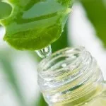 Cultivarea Aloe și de îngrijire în mediul de acasă (copac aloe vera), irigare