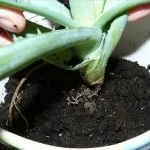 Cultivarea Aloe și de îngrijire în mediul de acasă (copac aloe vera), irigare