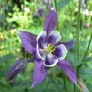 Фото Aquilegia, грижи, размножаване и пресаждане