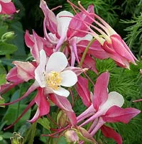 plantare Aquilegia și reproducție