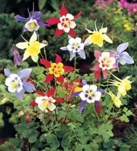 Aquilegia ültetés és tenyésztési