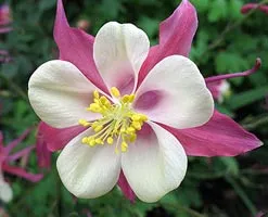 plantare Aquilegia și reproducție