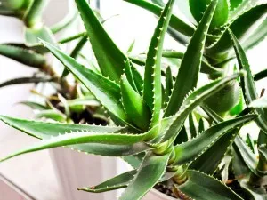 Aloe termesztése és gondozása az otthoni környezetben (fa aloe vera), az öntözés