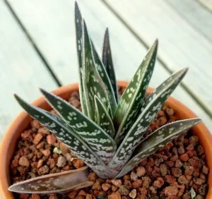 Aloe termesztése és gondozása az otthoni környezetben (fa aloe vera), az öntözés