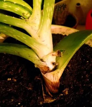 Cultivarea Aloe și de îngrijire în mediul de acasă (copac aloe vera), irigare