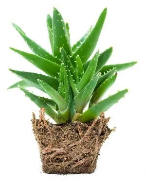 Aloe termesztése és gondozása az otthoni környezetben (fa aloe vera), az öntözés