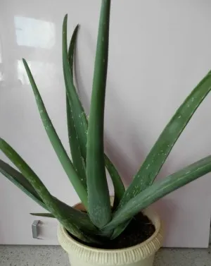 Aloe termesztése és gondozása az otthoni környezetben (fa aloe vera), az öntözés