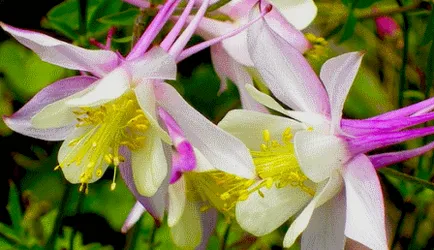 Aquilegia засаждане, грижи, отглеждане