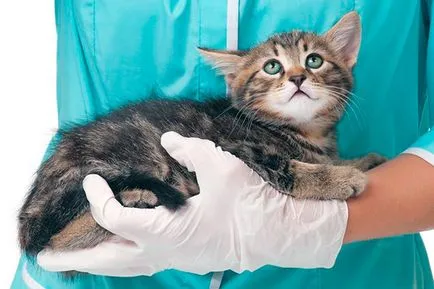 Алергии при котки - симптоми, лечение, профилактика