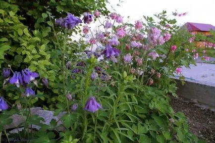 10 aquilegia növekvő profik