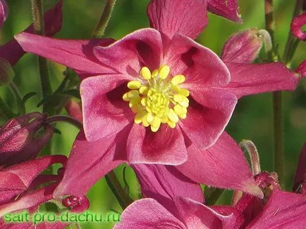 Aquilegia ültető ellátás