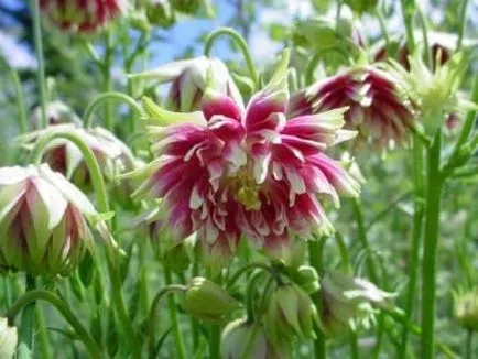 plantare aquilegia, de îngrijire, de reproducție