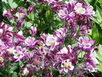 plantare aquilegia, de îngrijire, de reproducție