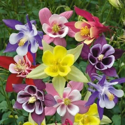 Aquilegia засаждане, грижи, отглеждане