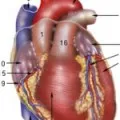 Érszűkület Clinic, diagnosztika - Medical Journal