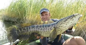 Amur Kígyófej ahol a szokásos hal és hogyan kell elkapni