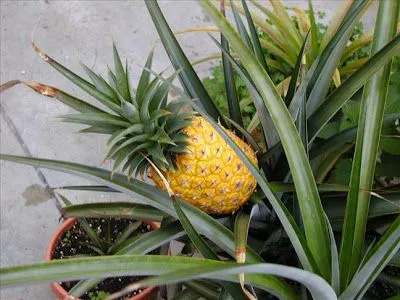 Dieta de ananas pentru comentarii pierdere în greutate