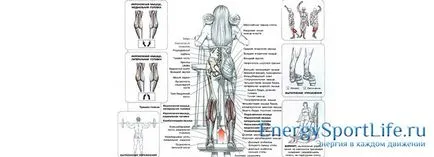 Anatómiája lábszárizomban szerkezet, funkció, gyakorlatok fejlesztésére az izmok a lábak