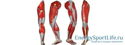 Anatómiája lábszárizomban szerkezet, funkció, gyakorlatok fejlesztésére az izmok a lábak