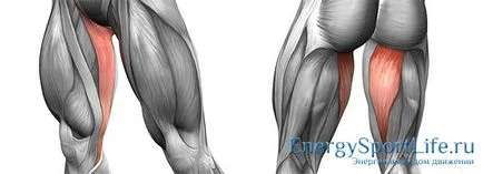 Anatómiája lábszárizomban szerkezet, funkció, gyakorlatok fejlesztésére az izmok a lábak