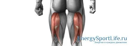 Анатомия на мускулите на крака структура, функция, упражнения, за да се развива мускулите на краката