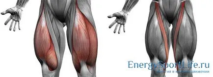 Анатомия на мускулите на крака структура, функция, упражнения, за да се развива мускулите на краката
