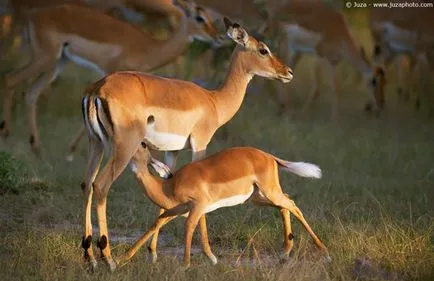 Antilop impala antilop vagy Chernopyatov